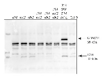 D14 | Strigolactone esterase D14 in the group Antibodies Plant/Algal / Hormones / Biosynthesis/regulation at Agrisera AB (Antibodies for research) (AS16 3694)